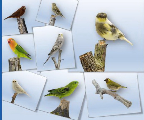 Tentoonstelling Zang en Kleur