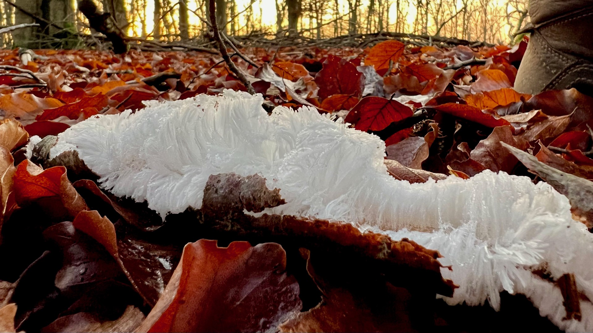 De baard van koning Winter