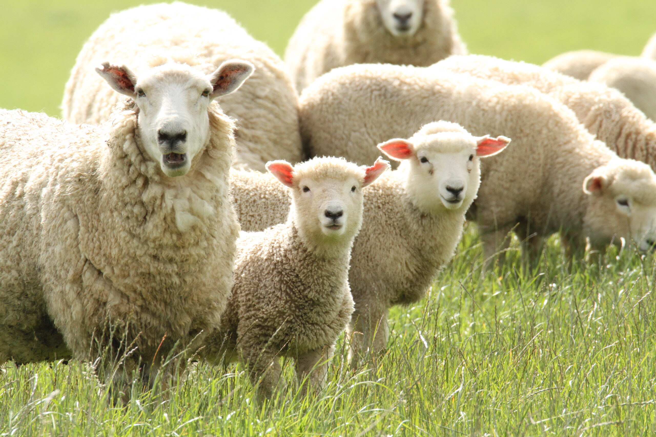 9 maart: Lammetjesdag bij Schaapskooi Twilhaar