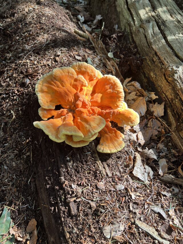 Prachtige zwavelzwam