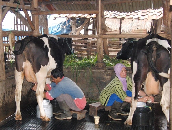 Lezing over melkveehouderij hier en in ontwikkelingslanden