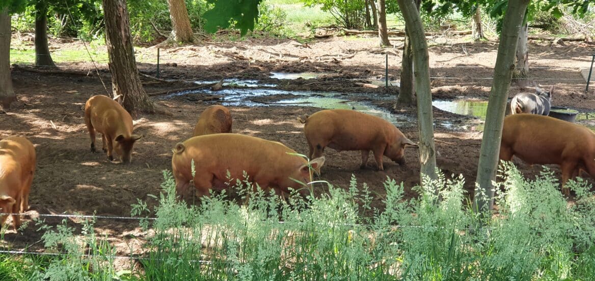 Derde editie ´slachtvisite´ bij museum Erve Hofman