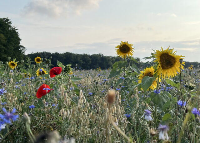 Hellendoorn 2040: “Het kan misschien gaan schuren”