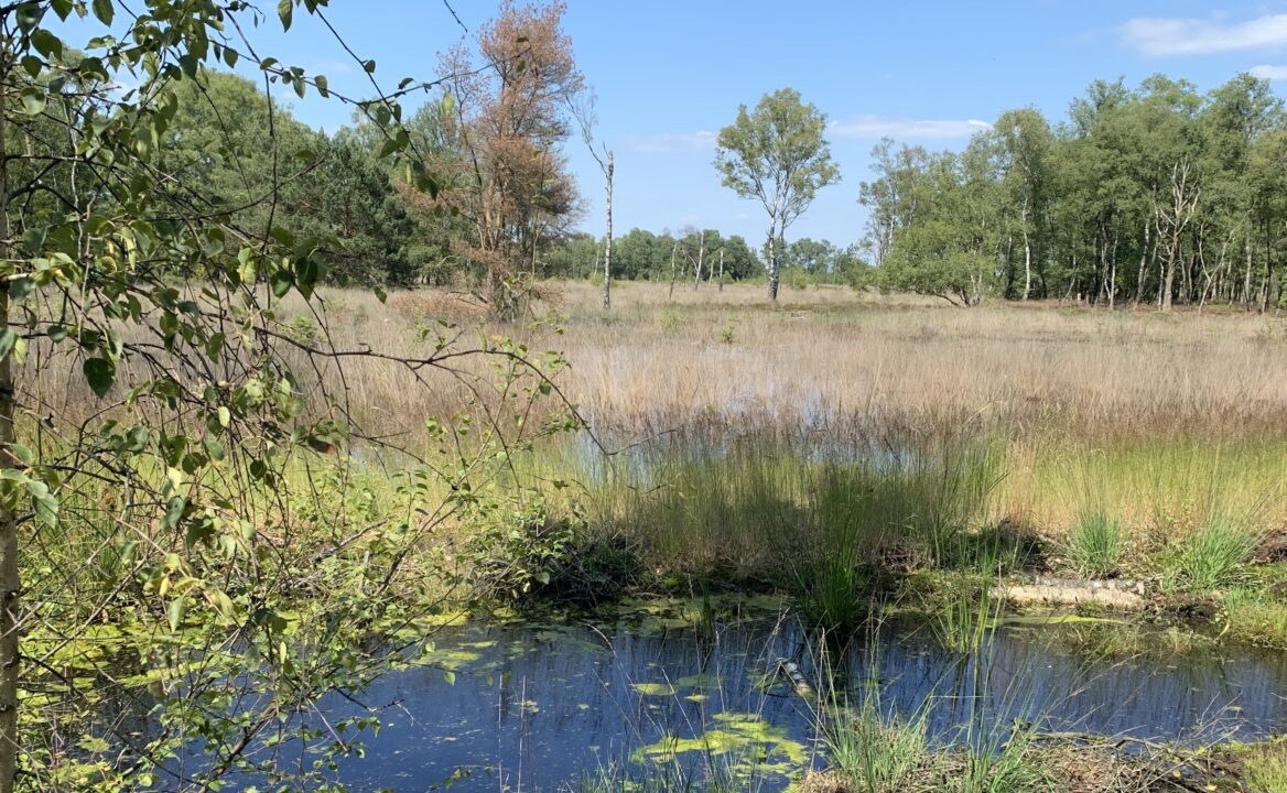 Kruidenwijk vreest natte voeten door Wierdense Veld