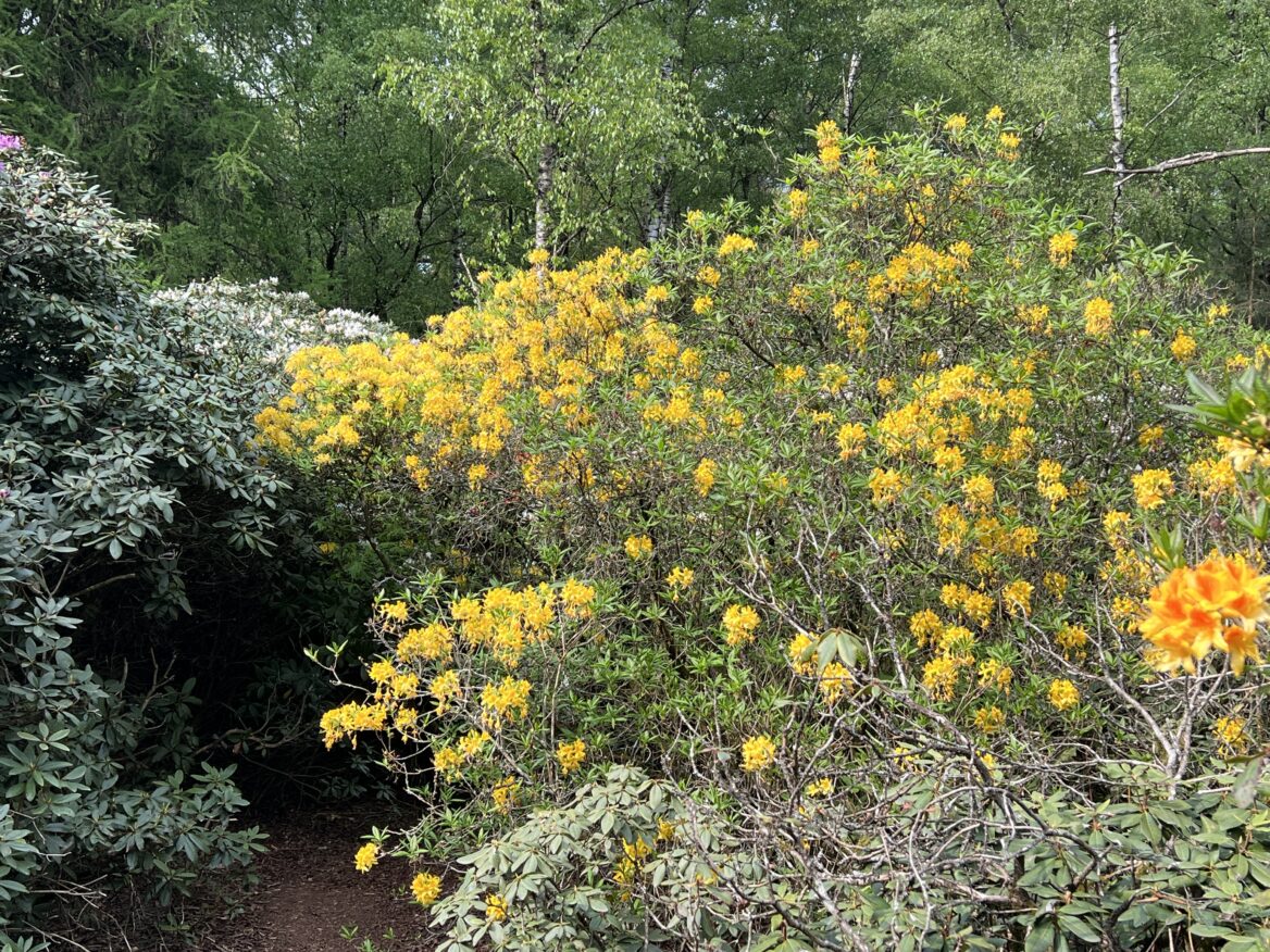 Rododendrons in bloei
